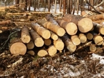  В Славском районе незаконно вырубили деревья на 300 тыс. рублей