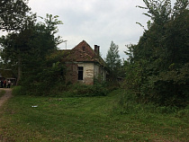 Калининградец, спиливший шесть вязов, может лишиться свободы на срок до 4 лет