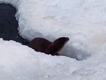 В Калининграде выдра предсказала нормальную весну