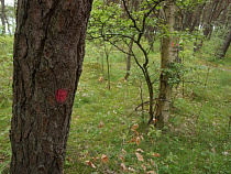 Из-за Приморской ТЭС вырубят тысячи деревьев в лесу к западу от Калининграда