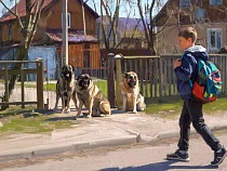 Посёлок под Нестеровом терроризируют гигантские собаки