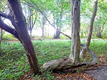 В Калининградской области нашли лучшее дерево для селфи