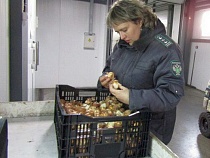 В Калининградскую область уже завезли 1,3 млн луковиц тюльпанов