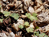 За сутки с улиц Калининграда вывезли 153 м3 листвы