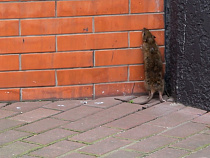 В Калининграде появилась бронированная крыса (видео)