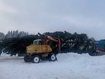 В Гусеве устроили весёлую встречу ёлке из леса