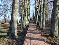На аллеях у памятника Барклаю-де-Толли под Черняховском никто не спиливал липы