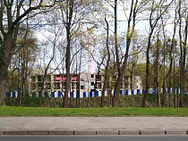 Эколог: на Гвардейском проспекте погибло 15 из 26 высаженных платанов 