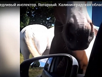 В Янтарном лошади остановили и досмотрели машину (видео)
