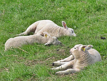 У фермера из Краснознаменского района украли двух ягнят