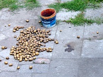 В Калининградской области дошли до угрозы подорожания борщевого набора