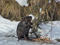 Эксперт призвал поставить бобров вне закона