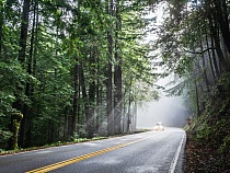 Подрядчики собираются вырубать деревья вдоль 11 дорог региона