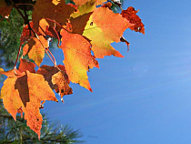 Два года условно получил мужчина, срубивший клёны под Балтийском