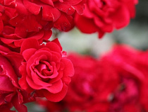 В преддверии 8 Марта калининградские таможенники проверили более 480 тонн цветов