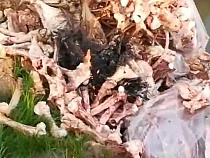 У горевшего мясокомбината в Голубево нашли свалку тухлых костей