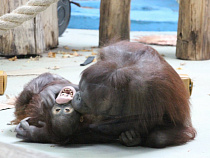 В Калининградском зоопарке впервые за 23 года родился детёныш орангутанга