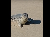 В Зеленоградске не пускали в море тюленя. Он погиб 