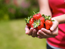 Роспотребнадзор: клубника в Калининграде продается без пестицидов и гельминтов