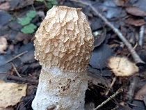 Грибы-целители стали чаще появляться в Калининградской области