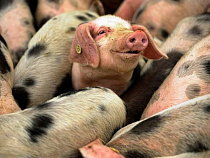 Европейская свинина возвращается в Россию