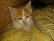 Калининградцы не смогут перевозить домашних питомцев в плацкарте