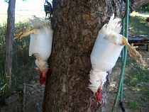 Венгерскую курятину завернули на российской границе 