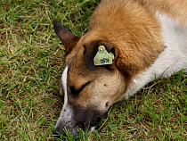 В Калининграде и Гусеве началась бесплатная стерилизация собак