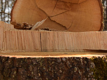 Мэрия назвала адреса, где в Калининграде хотят вырубить/обрезать деревья 