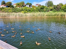 В Янтарном предупредили о звуках стрельбы
