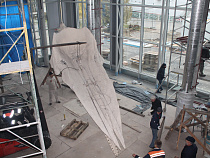 Возвращение «малыша»: в Музее Мирового океана собирают скелет кашалота