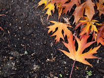 Калининградцам расскажут об их земле