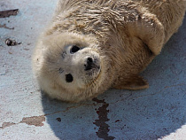 В Калининградском зоопарке родились два тюленя: пол неизвестен