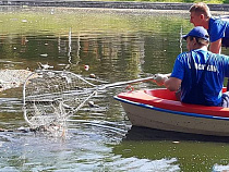 Власти Калининграда отловили из Верхнего озёра мёртвых уток