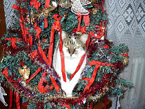 Власти рассказали, как выпустить шлаки после Нового года