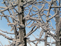 Опять снег: как изменится погода в Калининграде за два дня до апреля