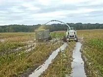 Комбайны штурмуют затопленные поля в Калининградской области 