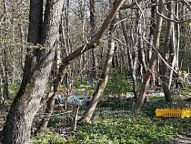 В Калининграде просят убрать с глаз кладбище животных