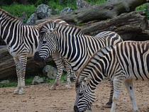 В Калининградском зоопарке показали новорожденного детеныша зебры (видео)