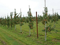 Стали известны регионы вывоза в Россию калининградских яблок