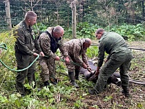 Юный лось прорывался из Калининградской области в Евросоюз
