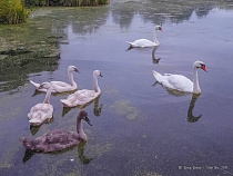 Подонки с ружьями расстреляли семью лебедей