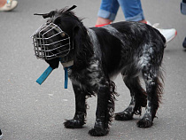 Лжестроитель выманил 1 млн 180 тысяч рублей и купил элитную собачку 