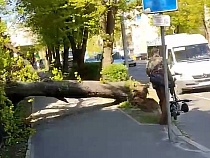 Небольшой шторм в Калининграде уже валит деревья