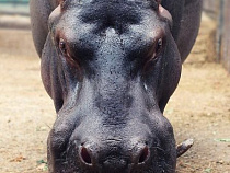 Родившийся в Калининграде бегемот выжил после наводнения в Тбилиси