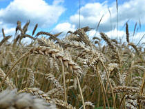 Калининградские аграрии, пострадавшие от ЧС,  получат 150 млн рублей