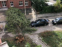 В Калининграде дерево пощадило припаркованный «БМВ»