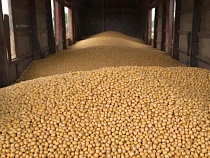 Из Калининградской области в другие части РФ вывозят горы зерновых продуктов