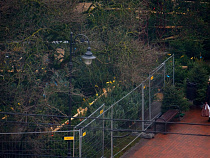 Мэрия: новогодние ёлки продают незаконно почти по всему Калининграду 