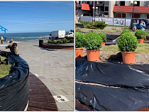 В районе пирса в Зеленоградске высаживают 160 самшитов